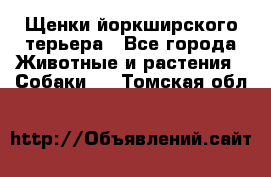 Щенки йоркширского терьера - Все города Животные и растения » Собаки   . Томская обл.